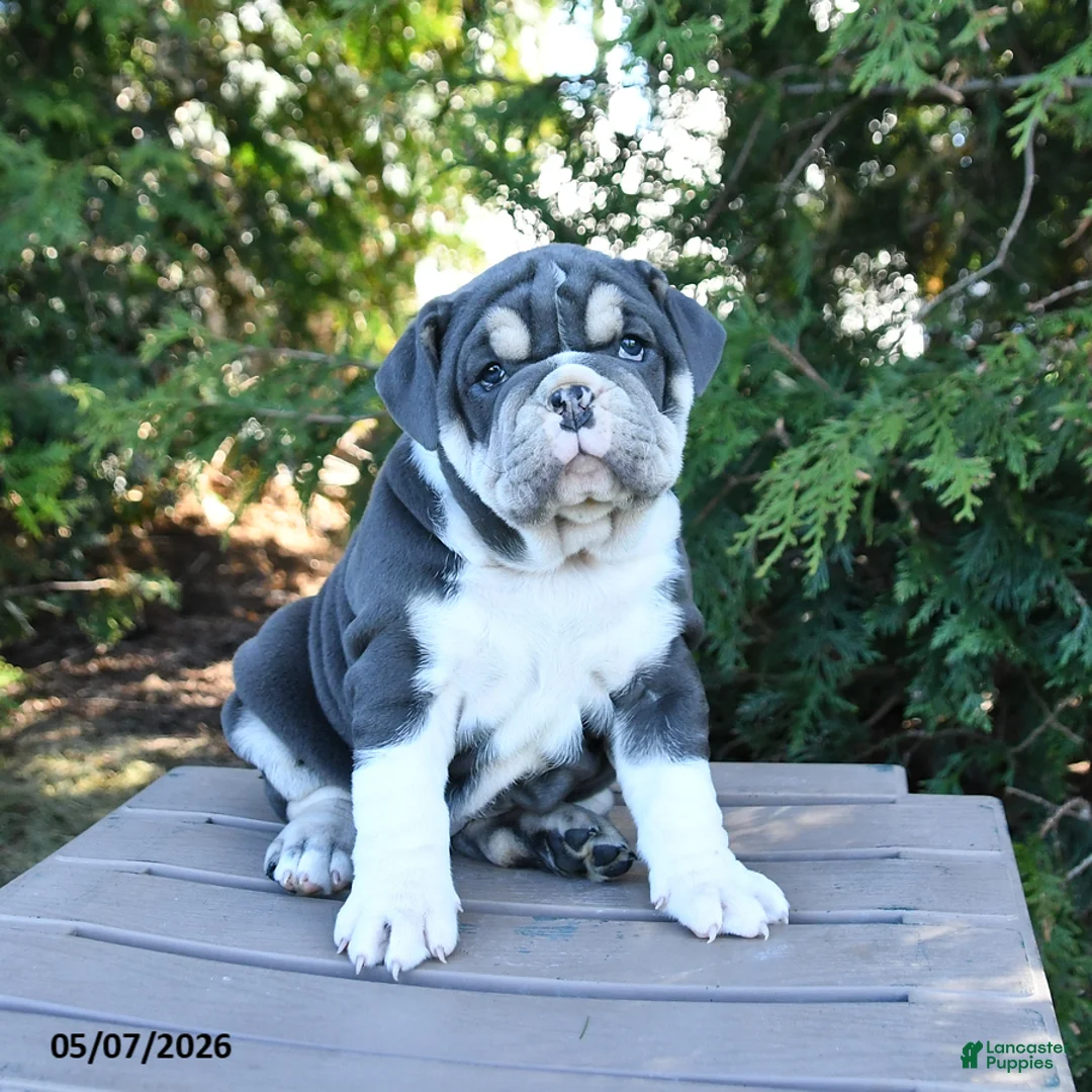 Olde English Bulldogge dogs for sale: Pokey - Ad 2