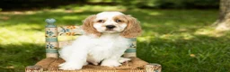 Cocker Spaniel dogs for sale: Freckles  - Ad 4