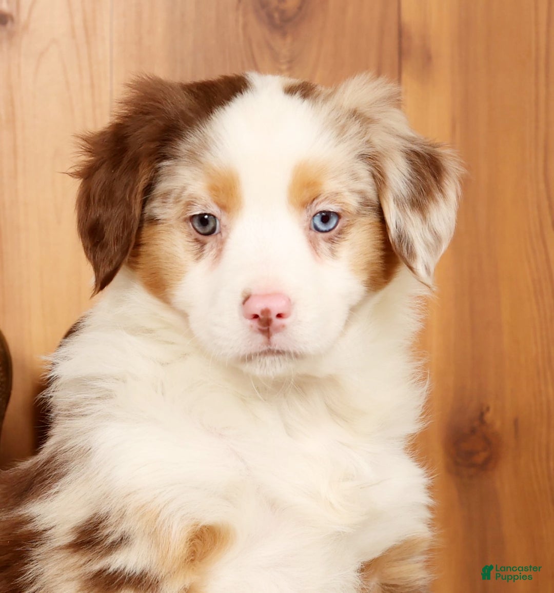 Australian Shepherd dogs for sale: Goldie - Ad 9