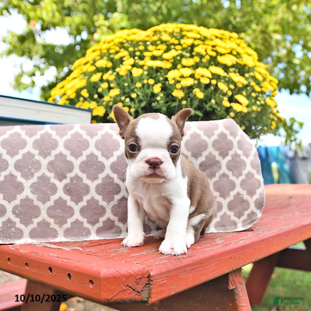 Boston Terrier dogs for sale: Trent - Ad 19