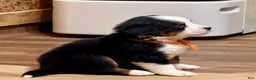 Bernese Mountain Dog dogs for sale: Ellie - Ad 4