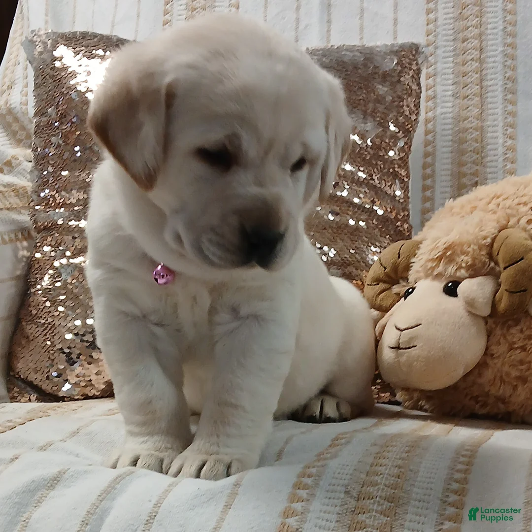 Labrador Retriever dogs for sale: IRIS - Ad 3