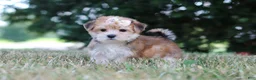 Morkie dogs for sale: Jana - Ad 9