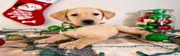 Labrador Retriever dogs for sale: Lenny - Ad 3