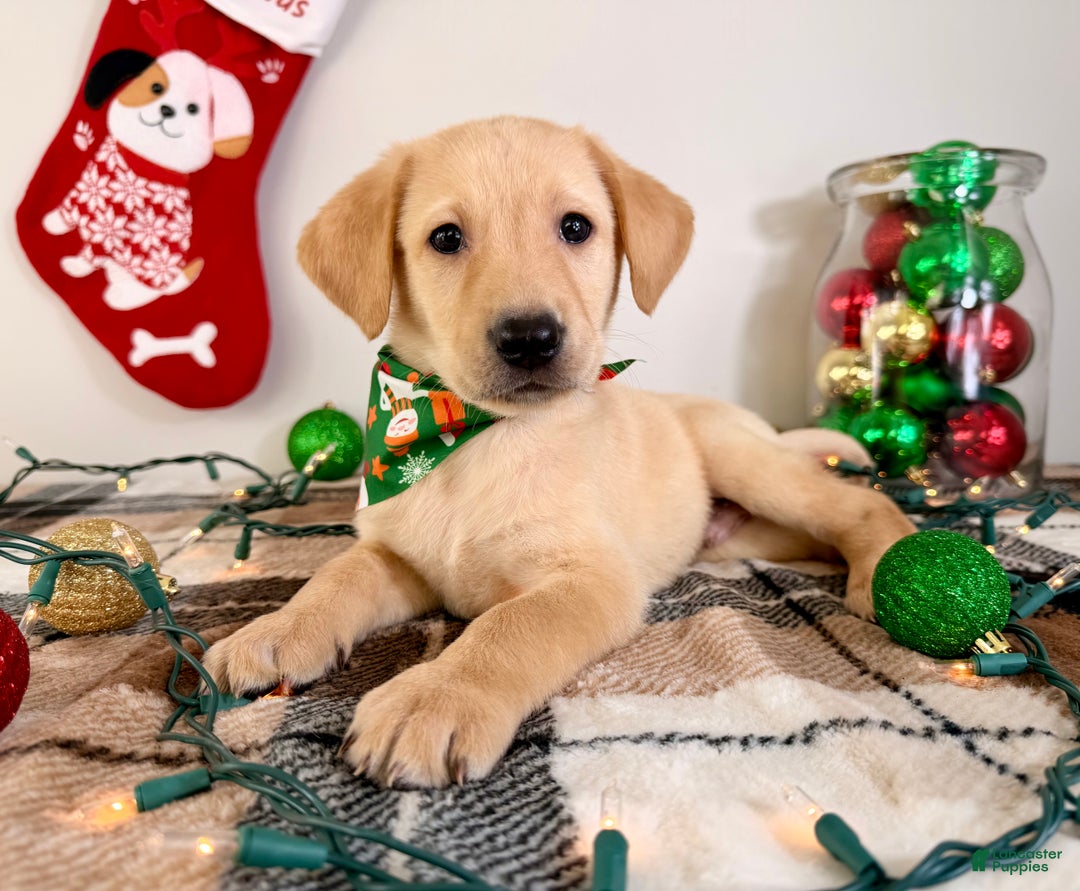 Labrador Retriever dogs for sale: Lenny - Ad 3