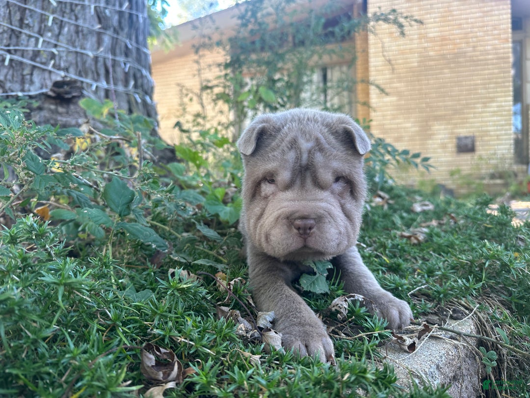 Shar Pei litter of puppies for sale in Mulvane Lancaster Puppies