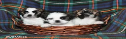 Shih Tzu dogs for sale: Alice - Ad 5