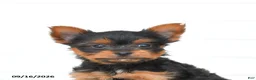 Yorkshire Terrier dogs for sale: Alex - Ad 5