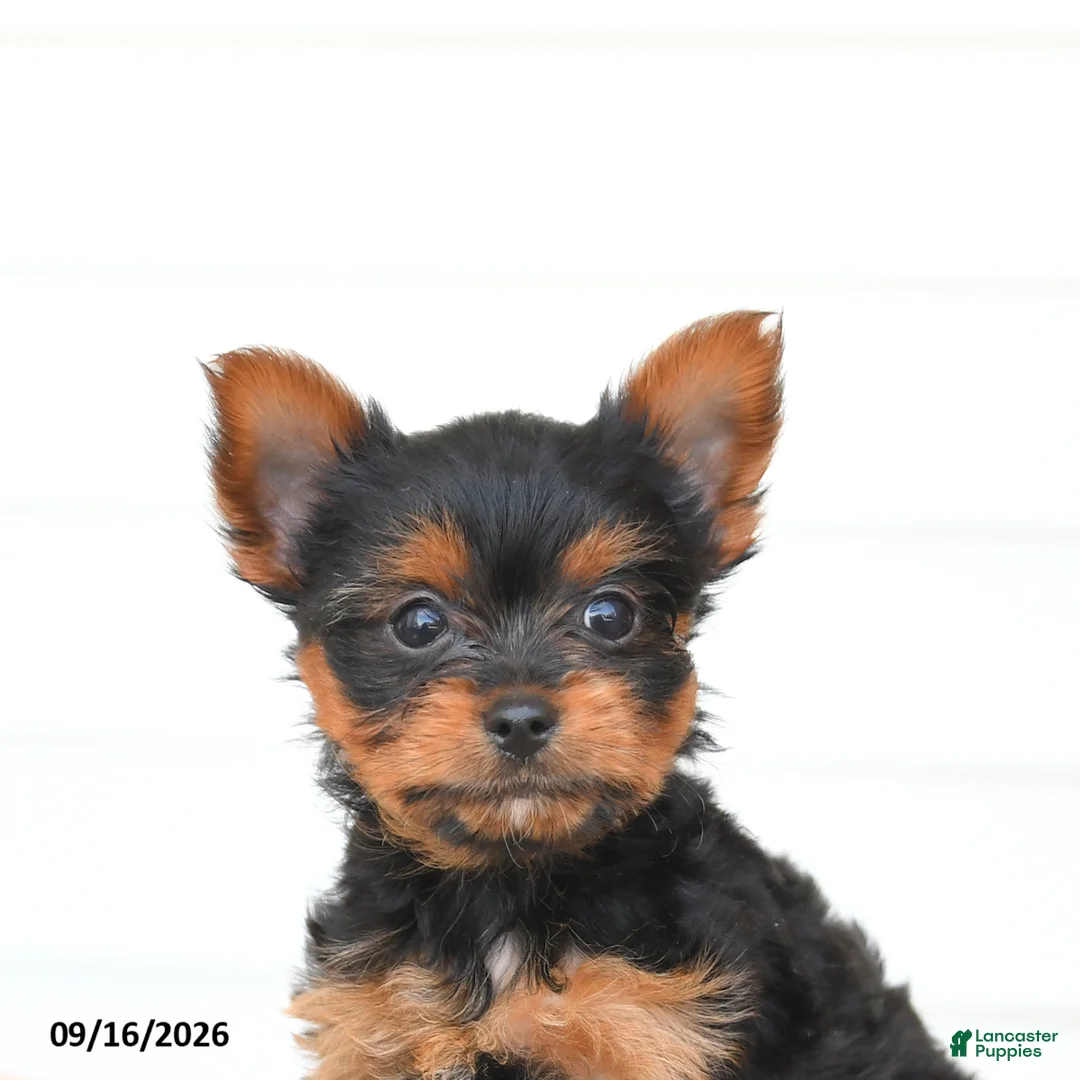 Yorkshire Terrier dogs for sale: Alex - Ad 5