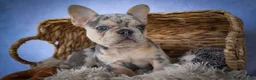 French Bulldog dogs for sale: Tinsley🎀 - Ad 3