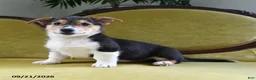 Welsh Corgi Pembroke dogs for sale: Champ  - Ad 10