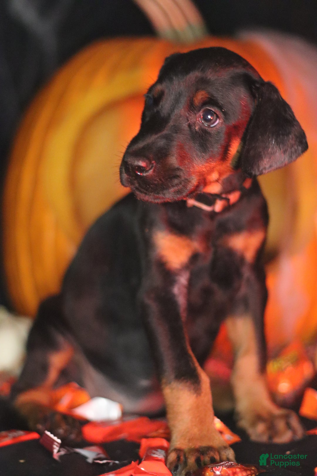 Doberman Pinscher dogs for sale: Swiss - Ad 1