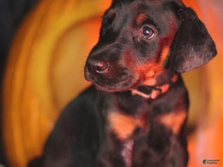 Doberman Pinscher dogs Swiss - Ad 40