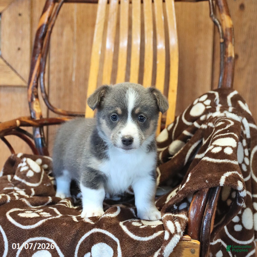 Mixed Breed dogs for sale: Archie - Ad 4