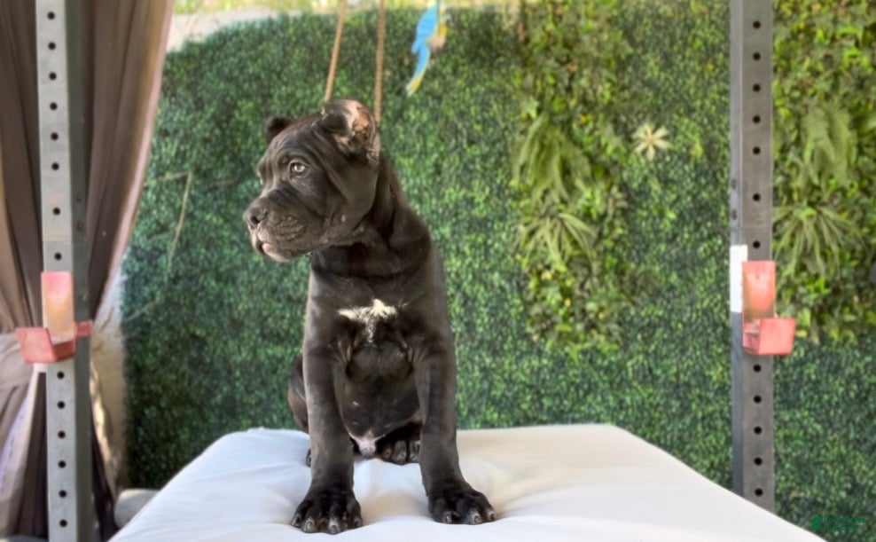 Cane Corso dogs for sale: Leon - Ad 3