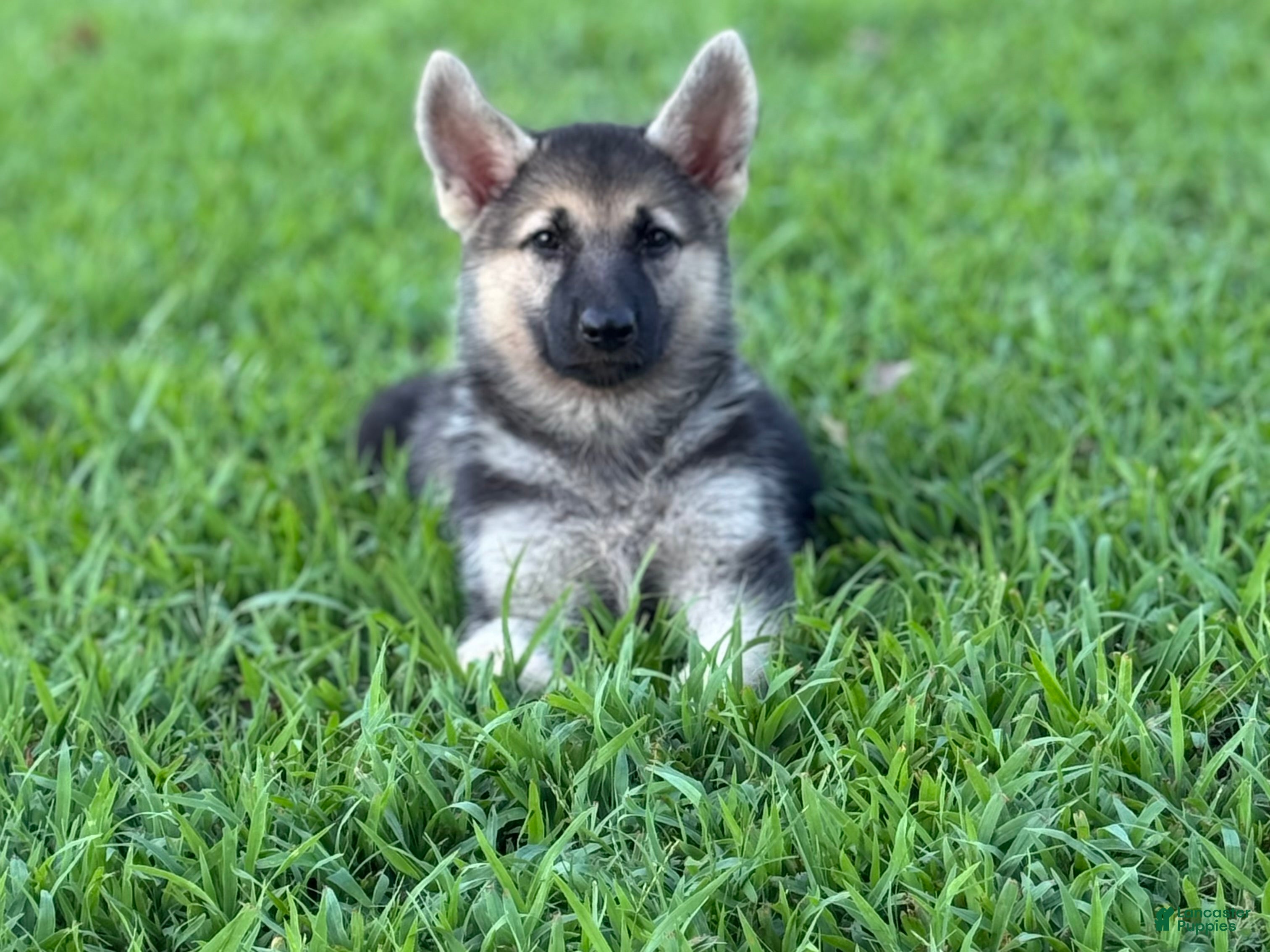 German Shepherd dogs Bella - Ad 1