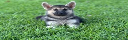 German Shepherd dogs for sale: Bella - Ad 1