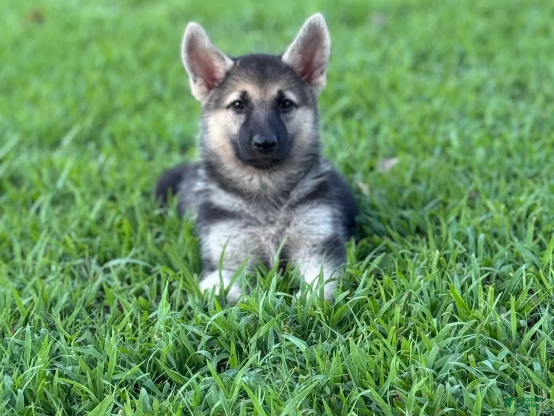 German Shepherd dogs for sale: Bella - Ad 1