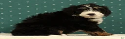 Mini Bernedoodle dogs for sale: Ranger - Ad 8