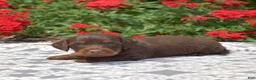 Miniature Dachshund dogs for sale: Fiddle  - Ad 7