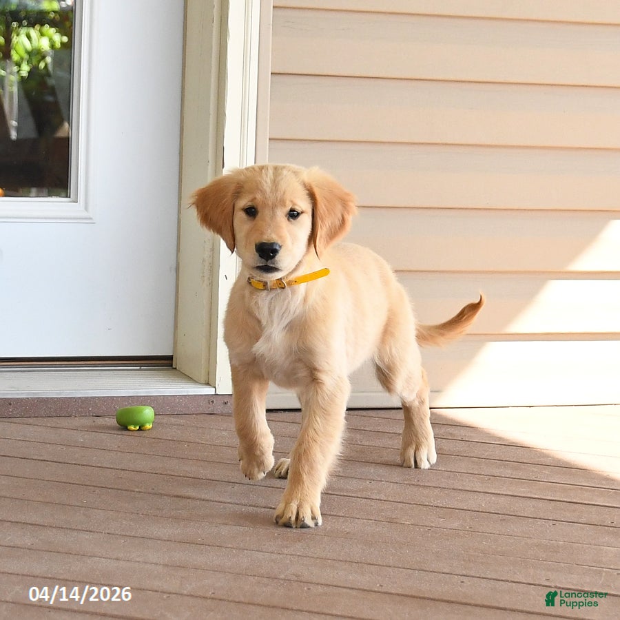 Golden Retriever dogs Maple   - Ad 2