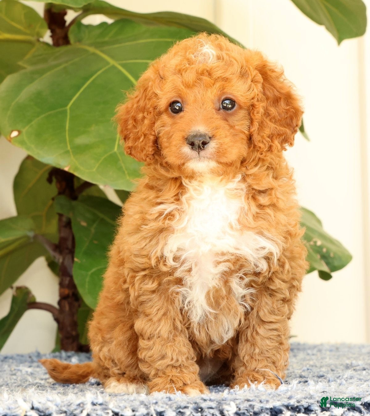 Cavapoo dogs Allie - Ad 2
