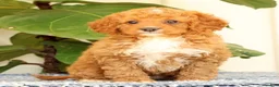 Cavapoo dogs for sale: Allie - Ad 2