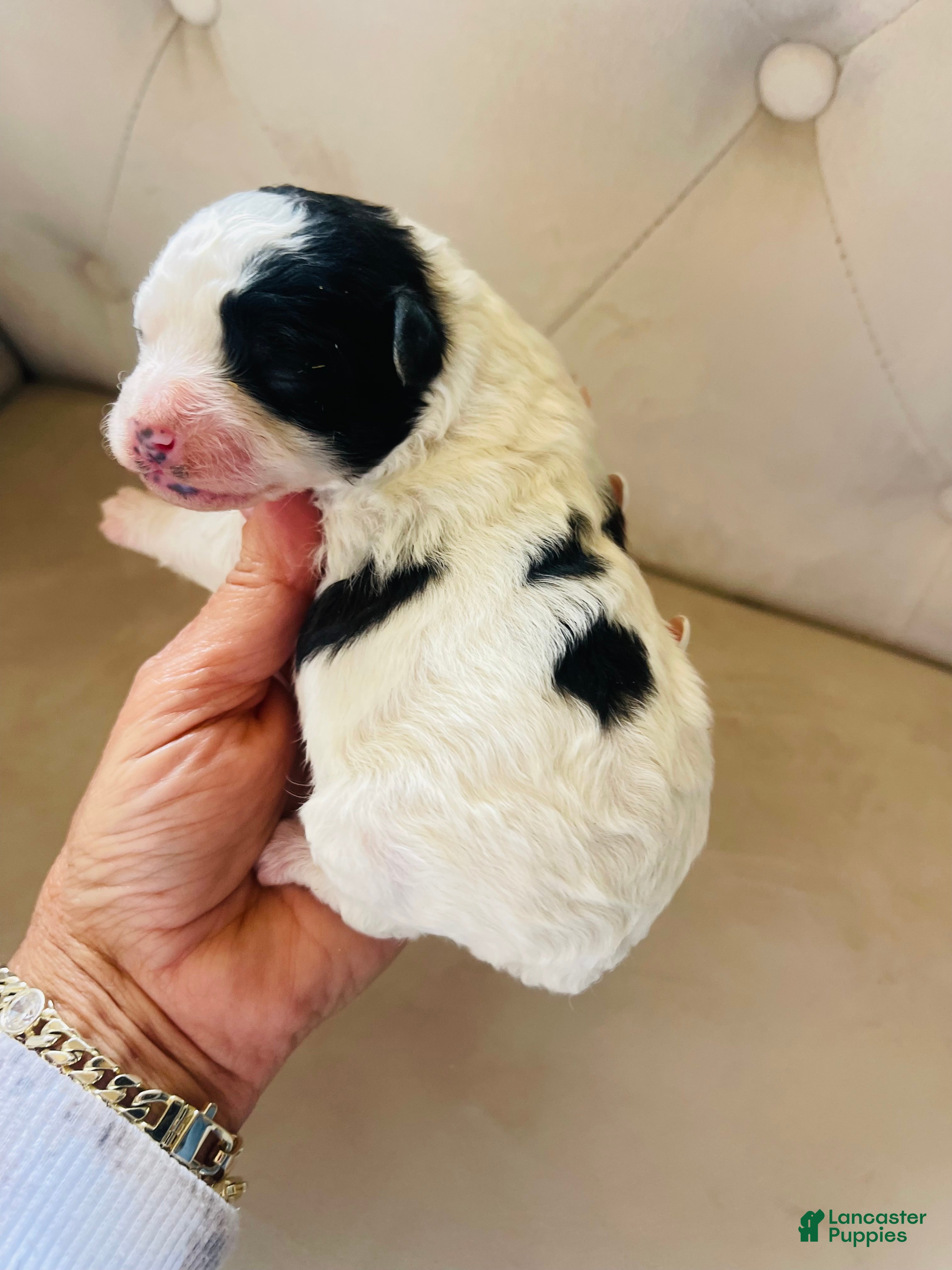 Bernedoodle dogs Iris ❤️ micro mini Bernedoodle  - Ad 12