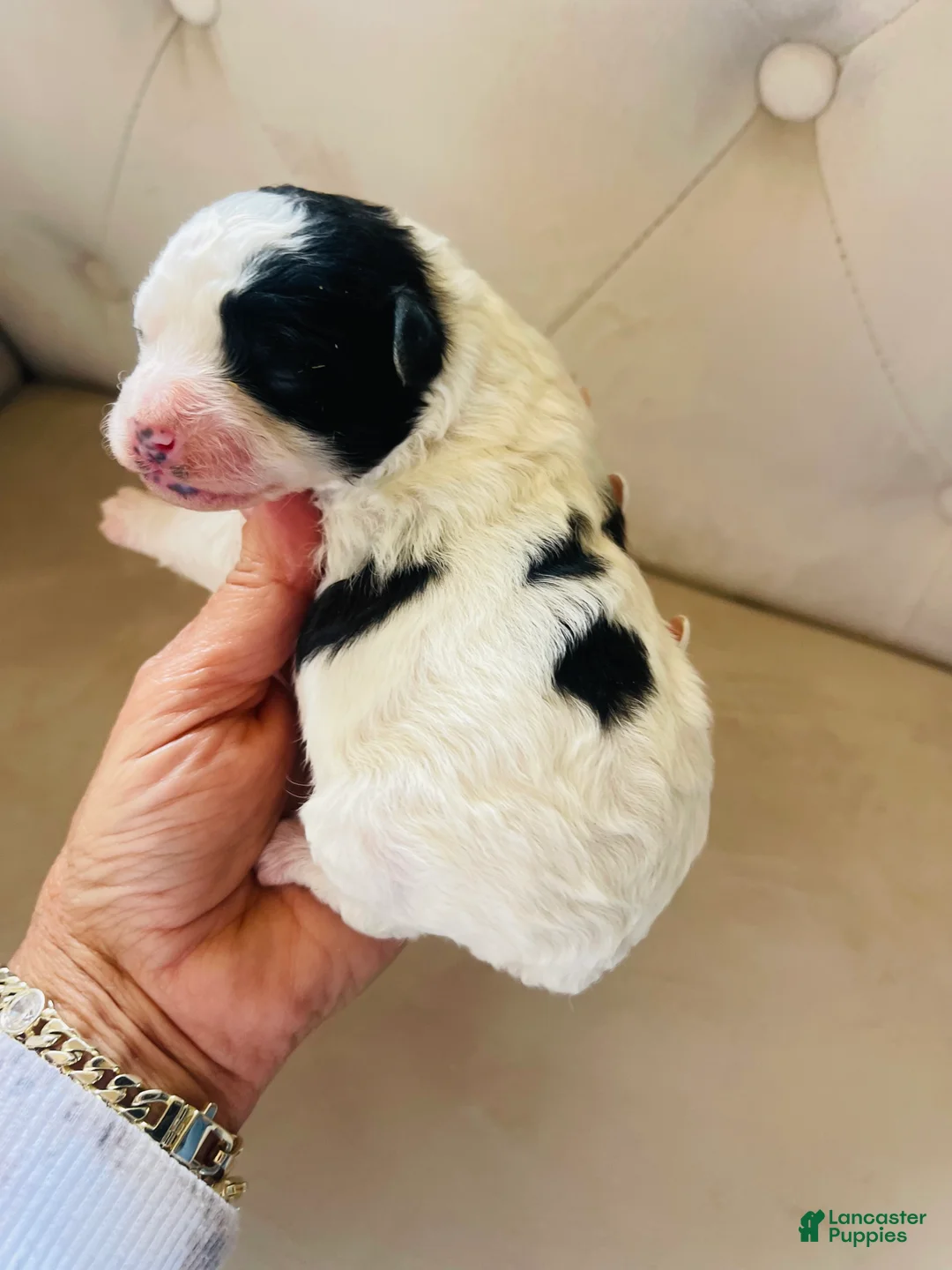 Bernedoodle dogs for sale: Iris ❤️ micro mini Bernedoodle  - Ad 1