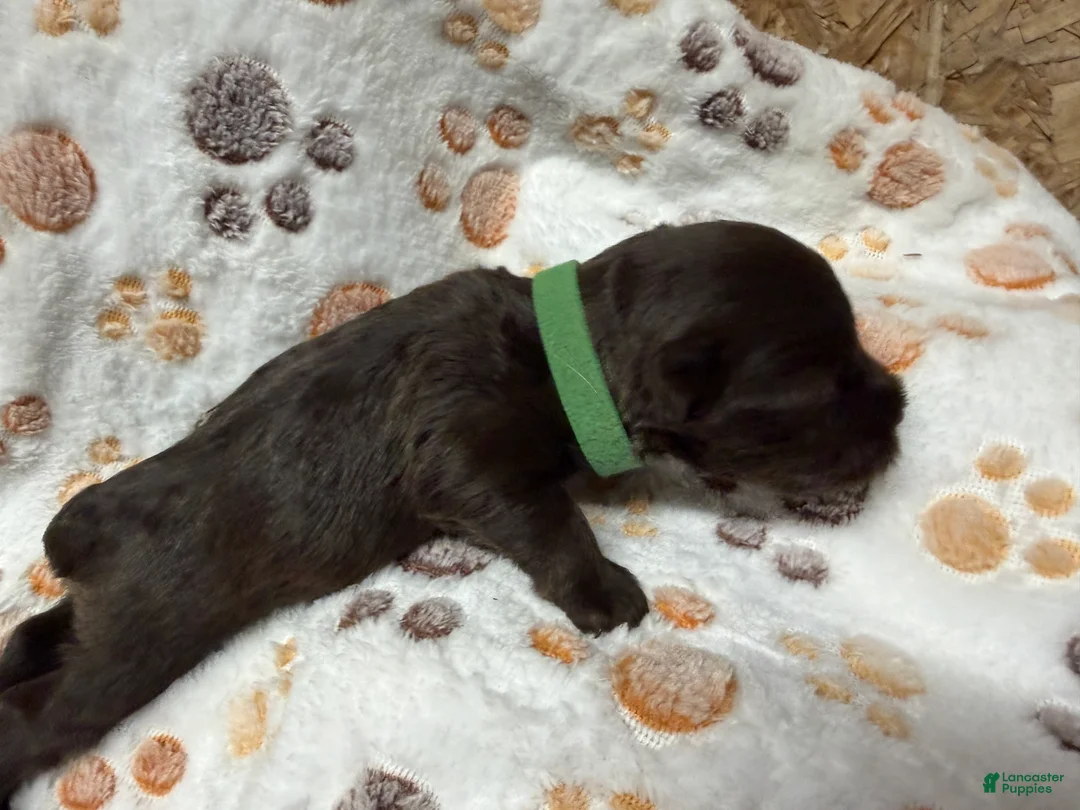 Miniature Schnauzer dogs for sale: Miniature Schnauzer 3 - Ad 2