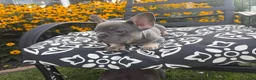 French Bulldog dogs for sale: French Bulldog 4 - Ad 3