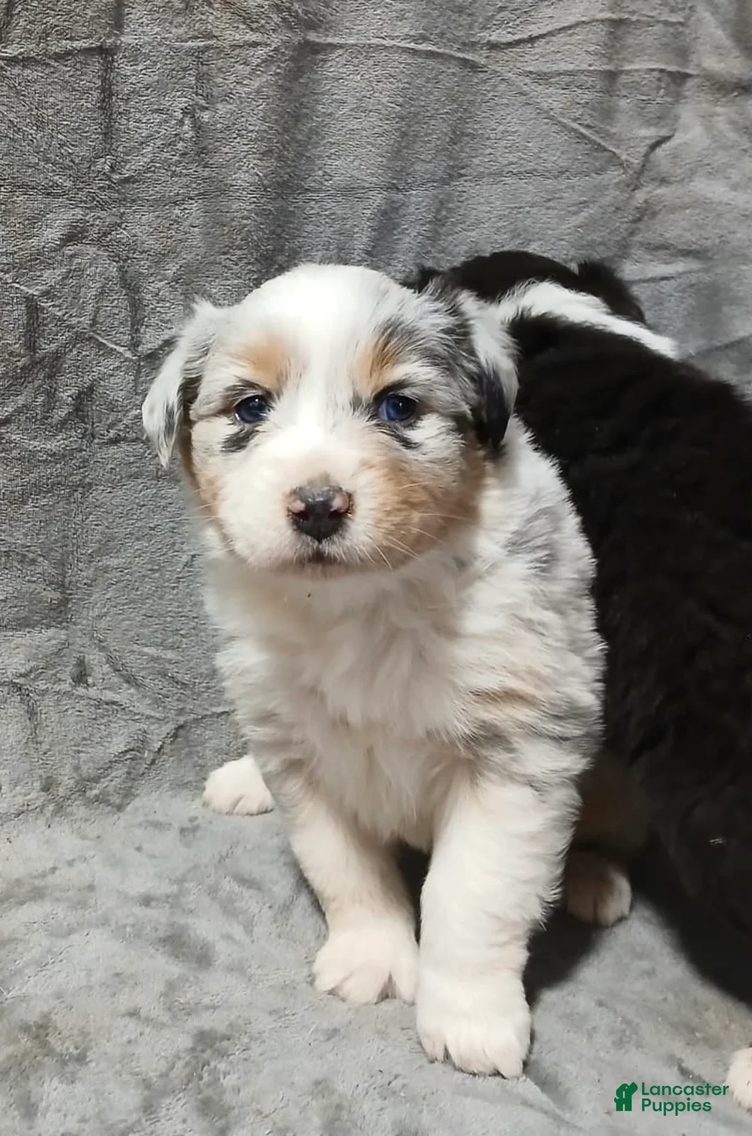 Australian Shepherd dogs for sale: Flynn - Ad 24