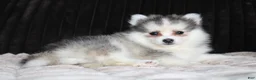 Pomsky dogs for sale: Drake - Ad 18