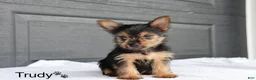 Yorkshire Terrier dogs for sale: Trudy - Ad 3