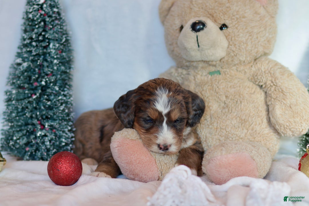 Bernedoodle dogs for sale: Noelle  - Ad 7