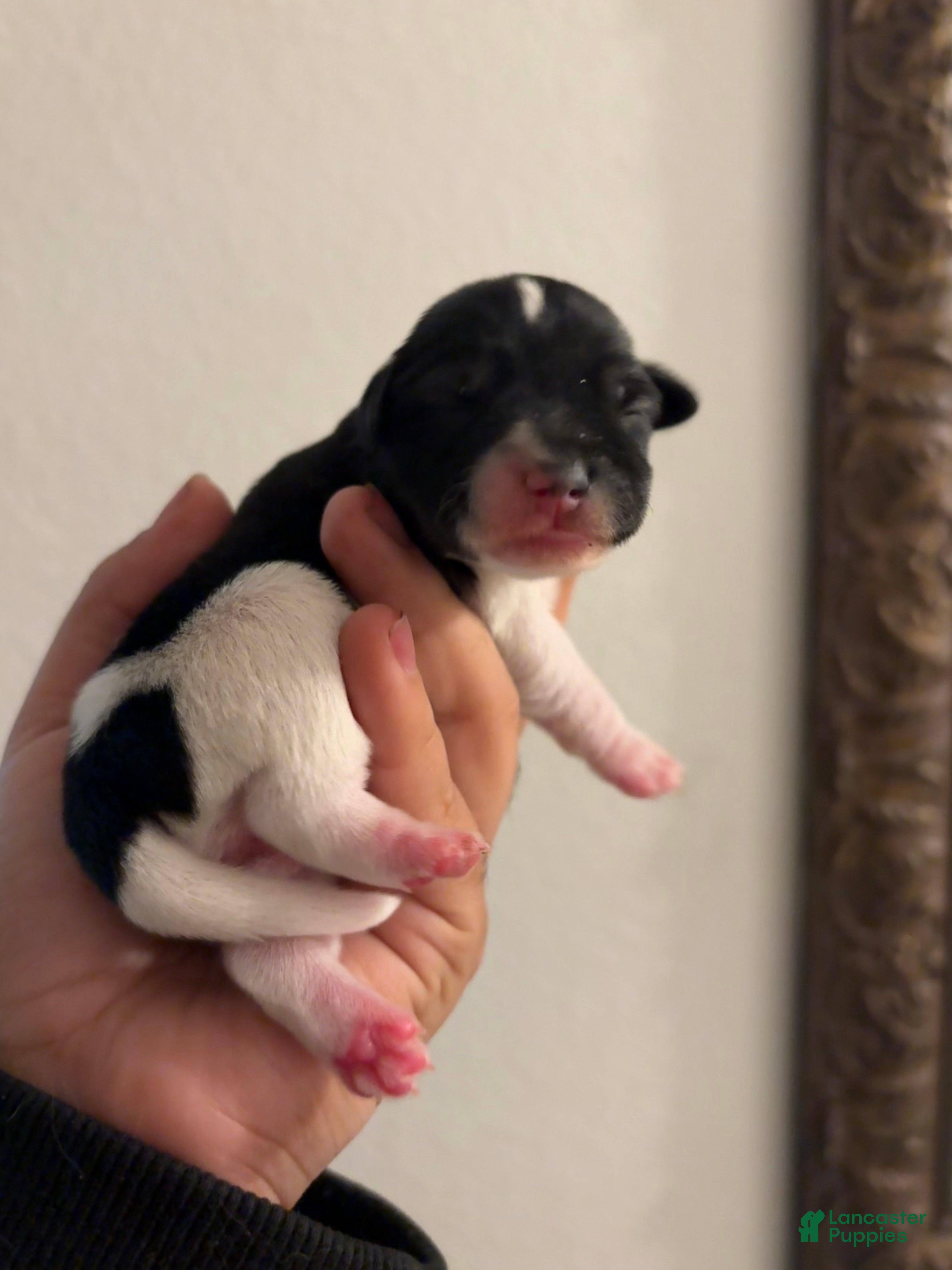 Miniature Schnauzer dogs Miniature Schnauzer Puppy 2 - Ad 8