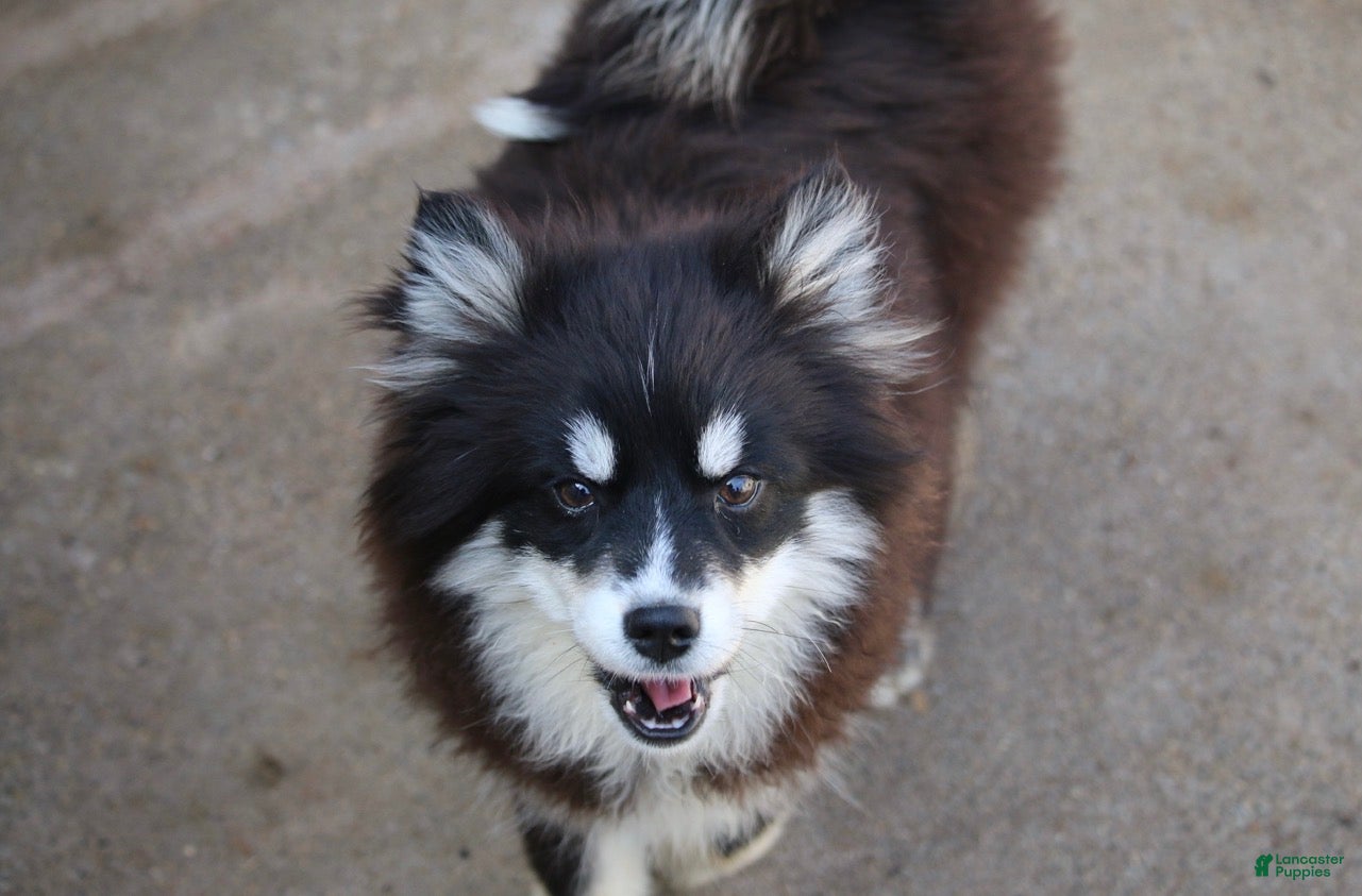 Pomsky dogs Grizzly - Ad 2