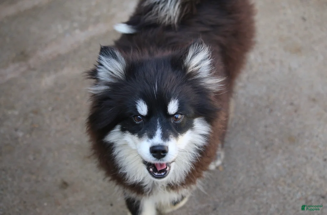 Pomsky dogs for sale: Grizzly - Ad 2