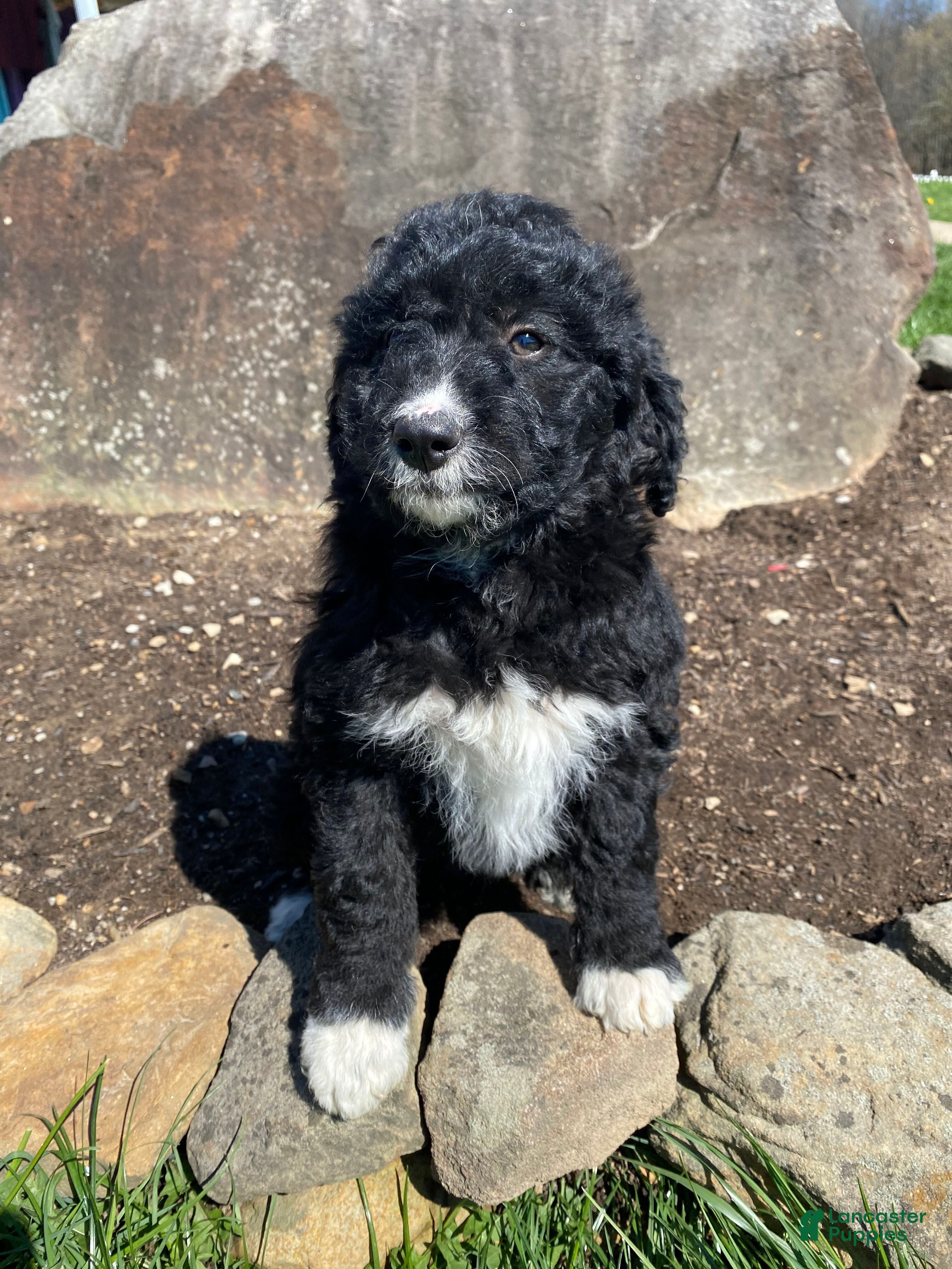 Aussiedoodle dogs Ebony - Ad 1