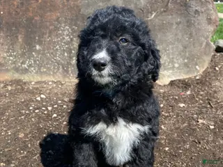 Aussiedoodle dogs for sale: Ebony - Ad 3