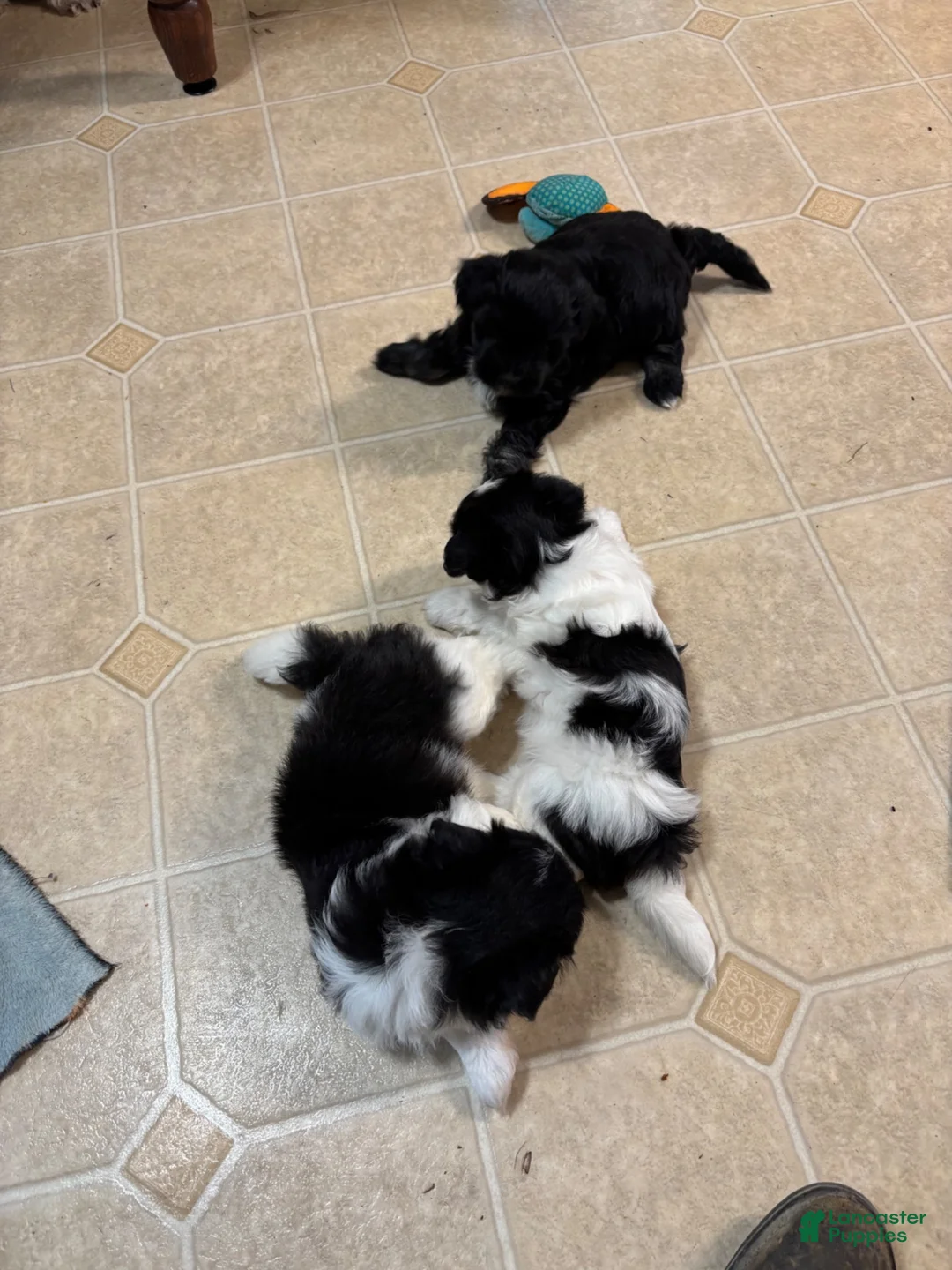 Havanese dogs for sale: Fritzy - Ad 3