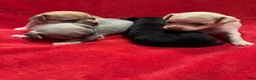 Chihuahua dogs for sale: Chihuahua 4 - Ad 13