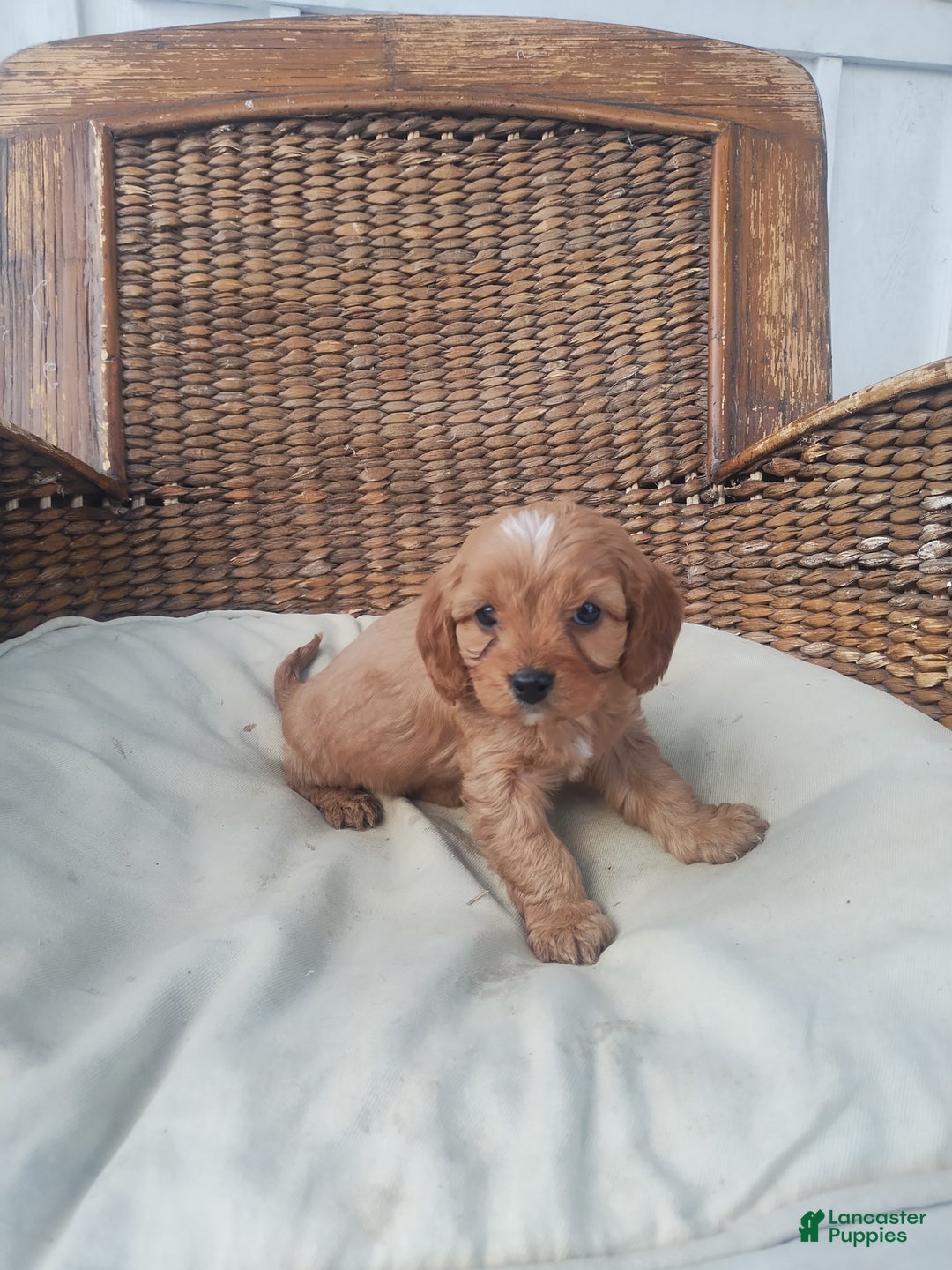 Cavapoo dogs for sale: Jem - Ad 3