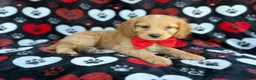 Cockapoo dogs for sale: Tuck - Ad 6