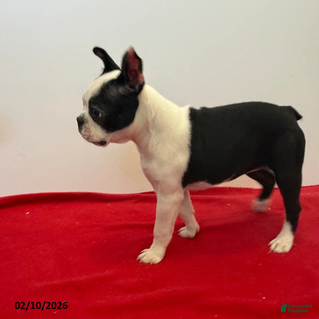 Boston Terrier dogs for sale: Lori - Ad 4