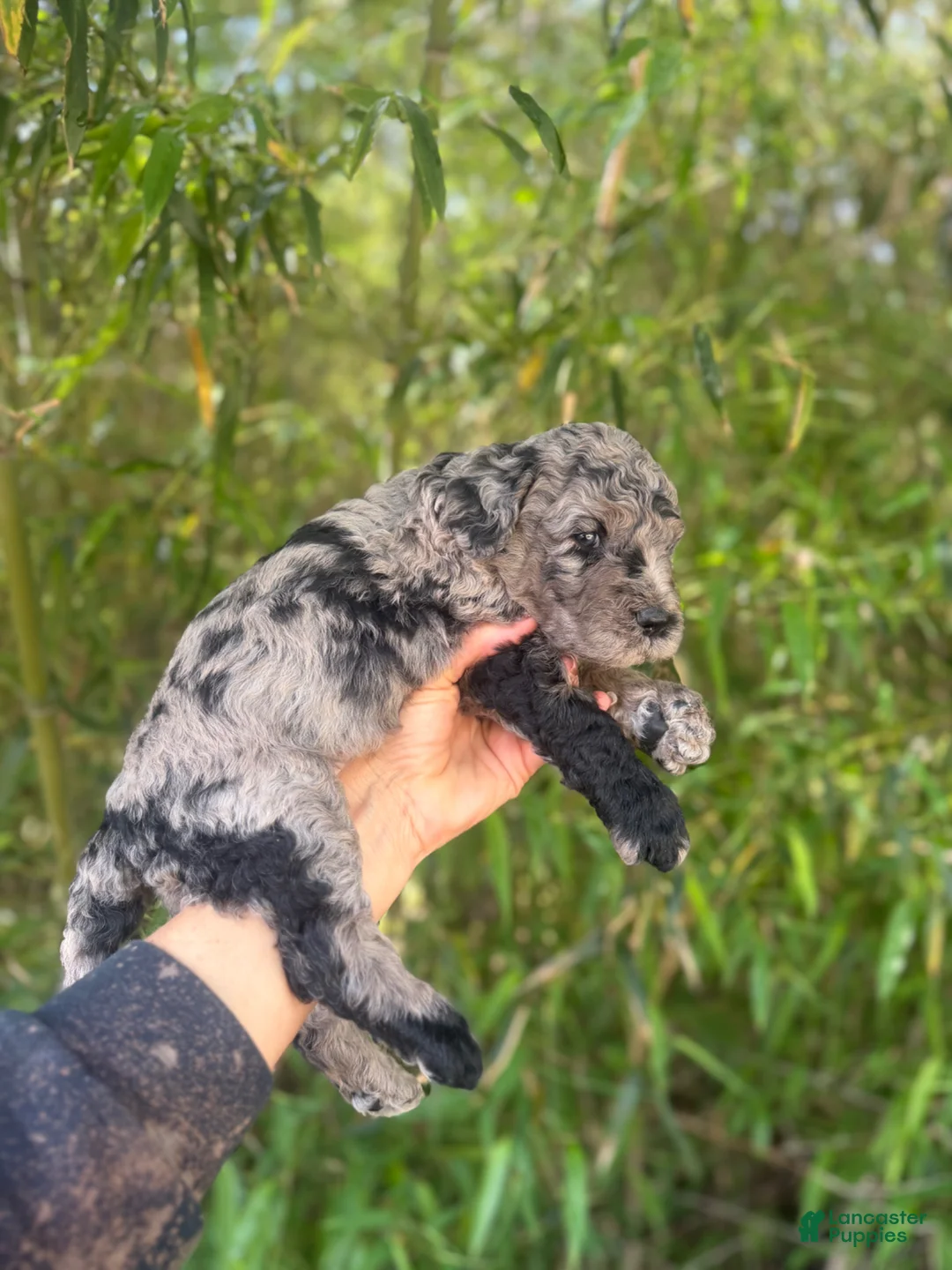 Goldendoodle dogs for sale: F2b Goldendoodle Puppy 1 - Ad 2