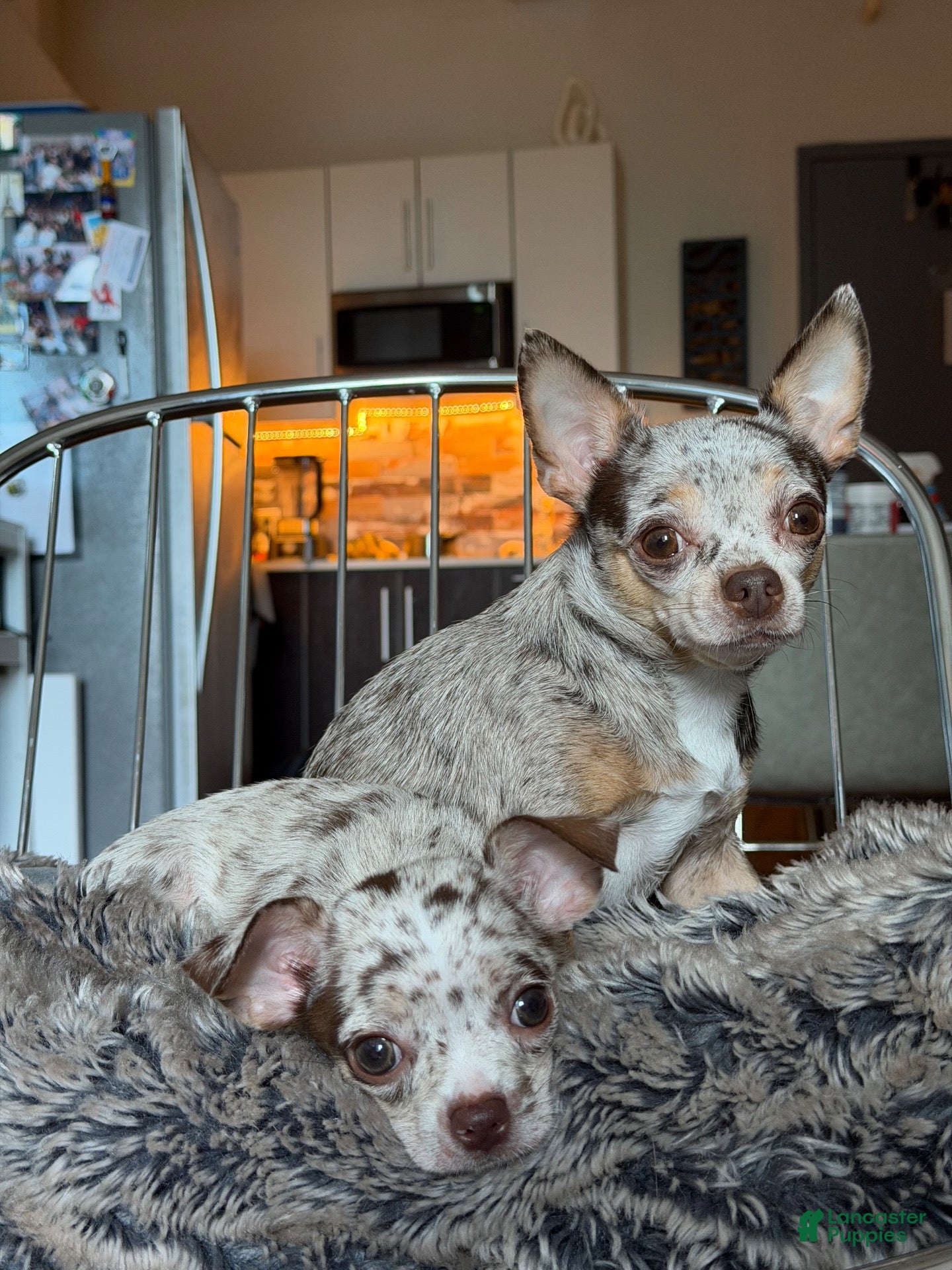 Chihuahua dogs Molly - Ad 42