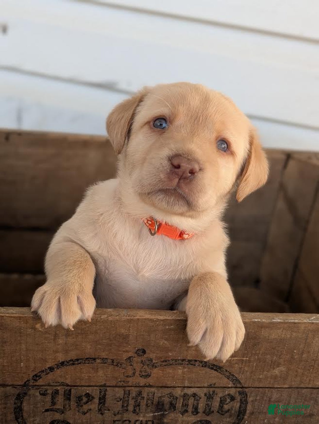 Labrador Retriever dogs for sale: Rylee - Ad 6