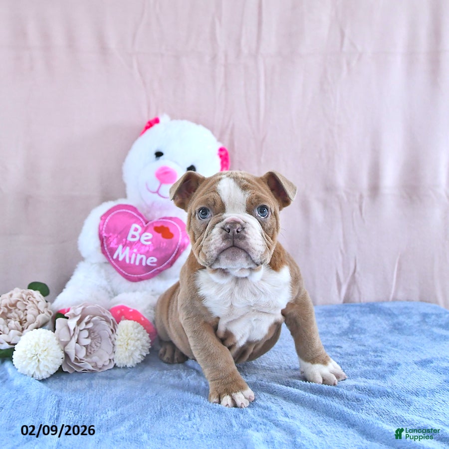 Mixed Breed dogs Winston - Ad 33