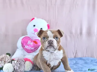 Mixed Breed dogs Winston - Ad 33